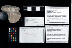 Foto (Objekt + Etikett) von Gastrosacus eminens (Blaschke, 1911)  (NHMW-GEO-2014-0194-0154)